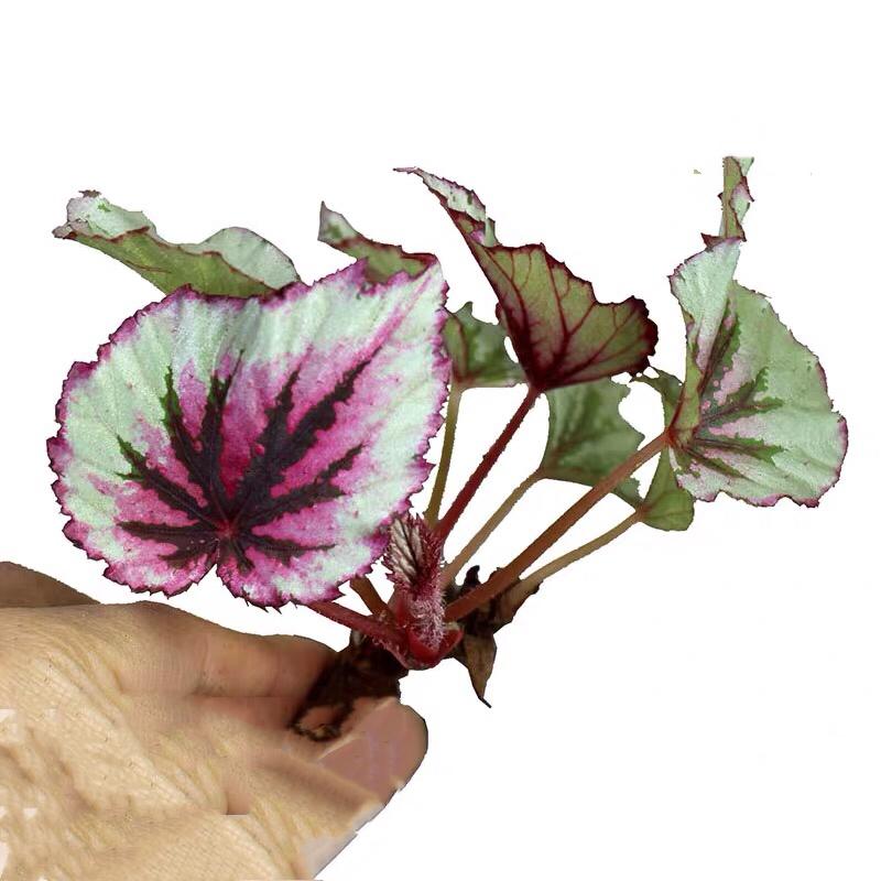 Begonia sp. (White & Pink)