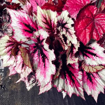 Begonia sp. (White & Pink)