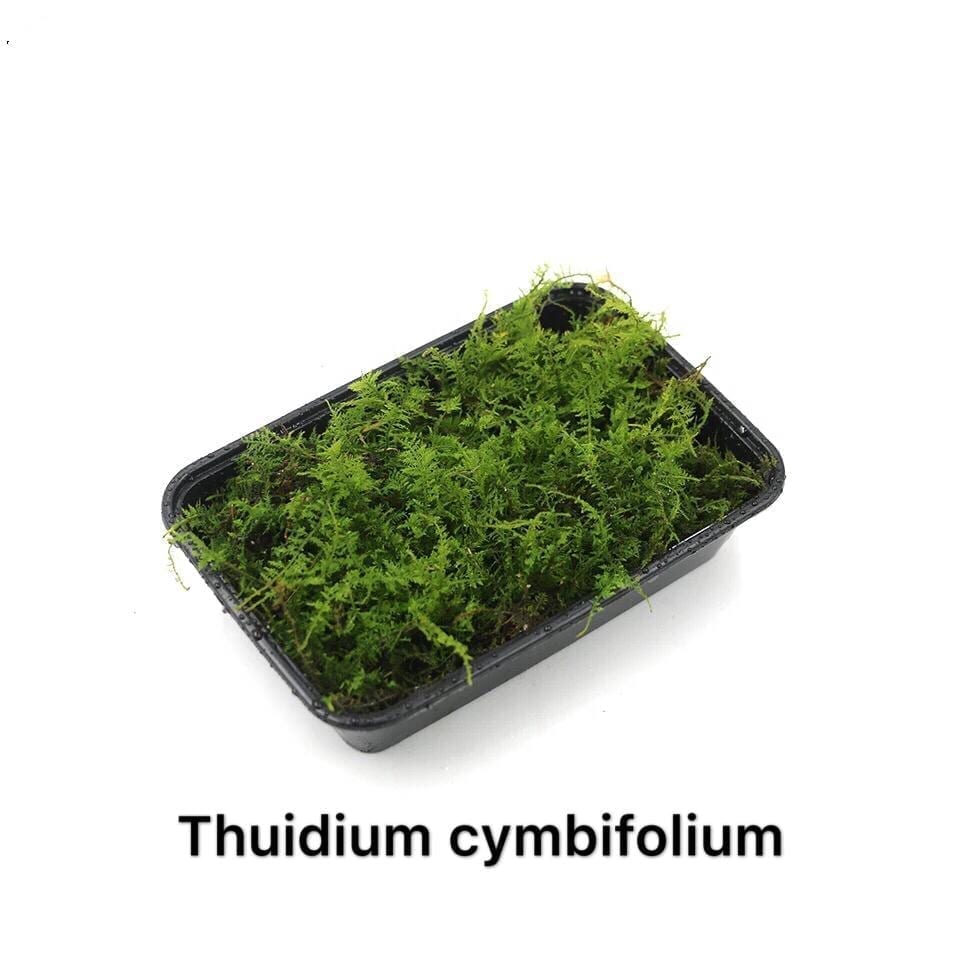 Cymbifolium Thuidium ( Thuidium cymbifolium )