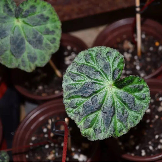 Begonia Luzhainensis