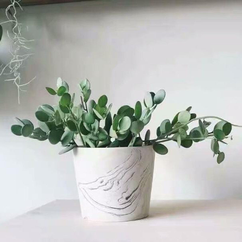 silver dollar vine succulent Silver Dollar Plant ( Xerosicyos danguyi ) for Sale