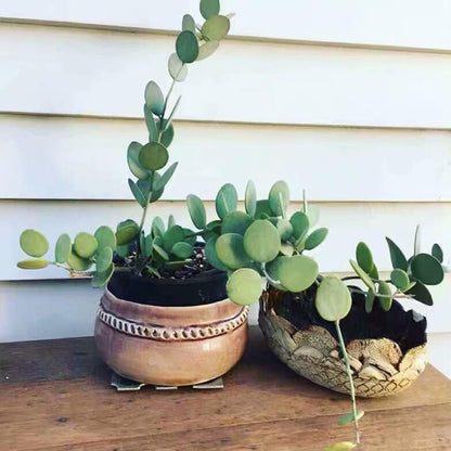 silver dollar succulent plant care Silver Dollar Plant ( Xerosicyos danguyi ) for Sale
