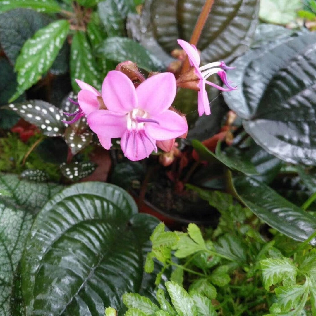 Phyllagathis cavaleriei