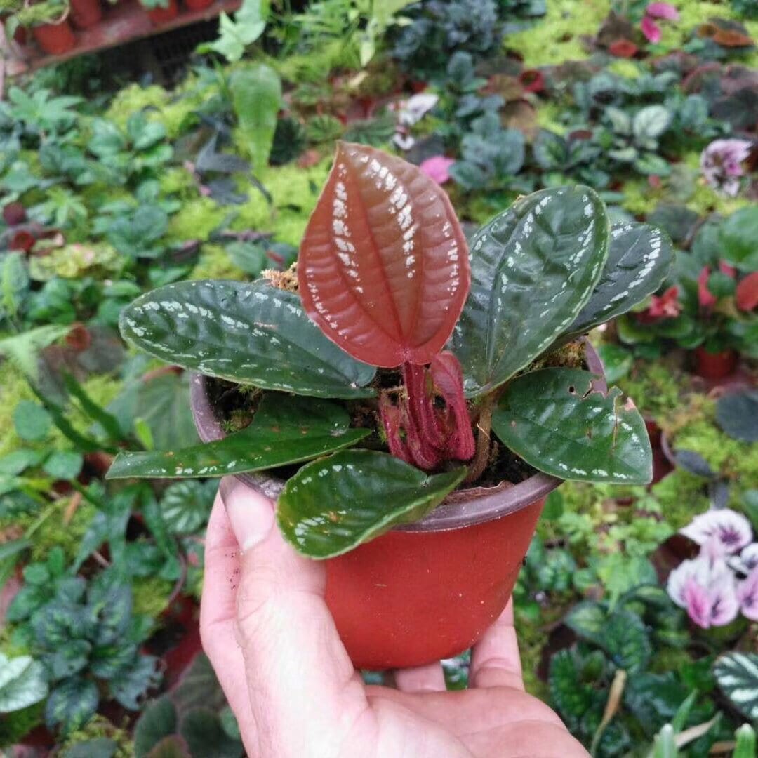 Phyllagathis cavaleriei