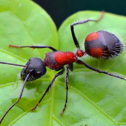 Ant colony camponotus xiangban