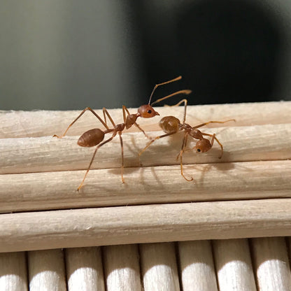 Asian Weaver Ants (Oecophylla smaragdina)