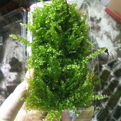 Plagiomnium Moss (Plagiomnium acutum)