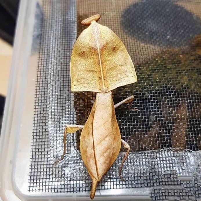 Dead-leaf Mantis (Deroplatys truncata)