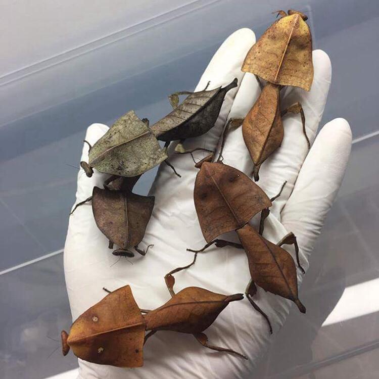 Dead-leaf Mantis (Deroplatys truncata)