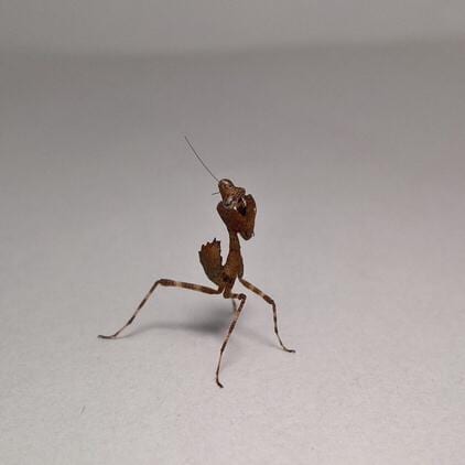 Dead-leaf Mantis (Deroplatys truncata)