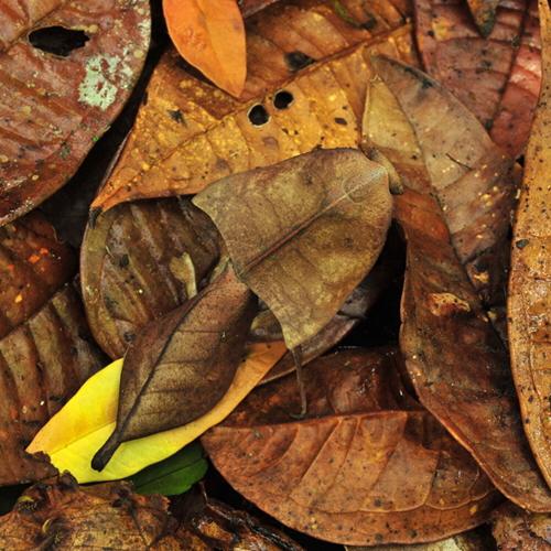 Dead-leaf Mantis (Deroplatys truncata)