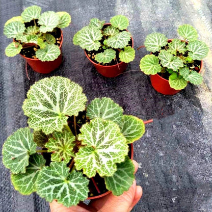 Strawberry Begonia ( Saxifraga stolonifera )