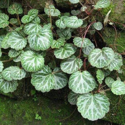 Strawberry Begonia ( Saxifraga stolonifera )