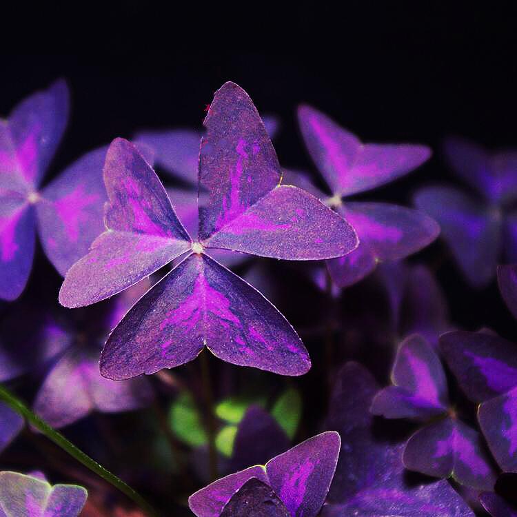 False Shamrock ( Oxalis triangularis )