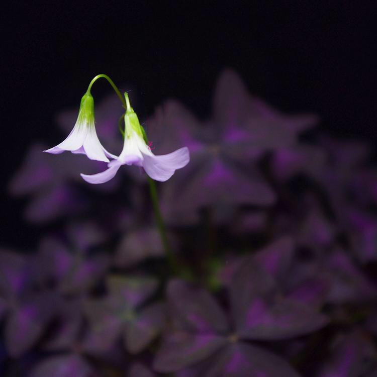 False Shamrock ( Oxalis triangularis )