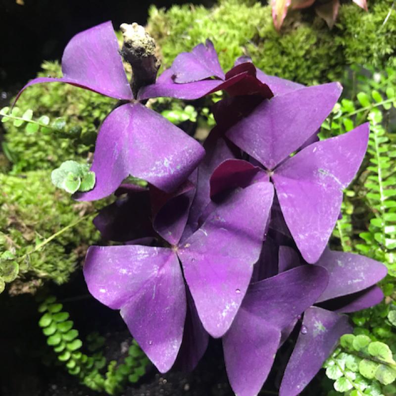 False Shamrock ( Oxalis triangularis )