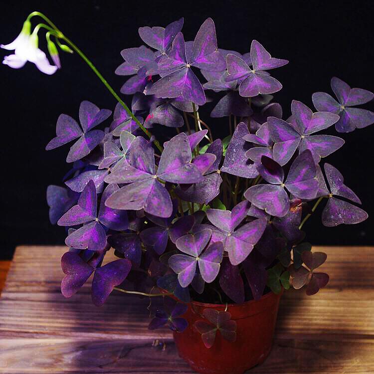 False Shamrock ( Oxalis triangularis )