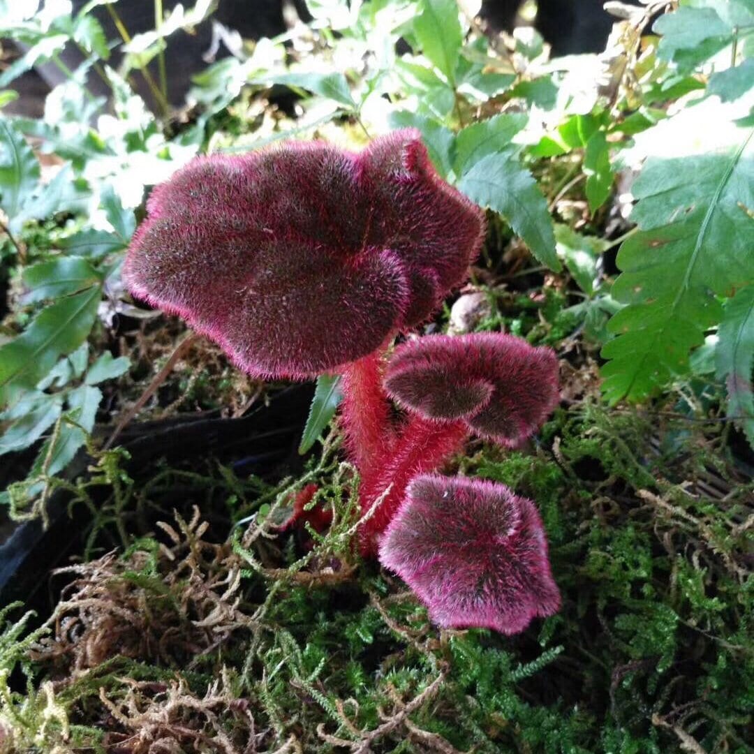 Begonia Versicolor ' Black & Red '