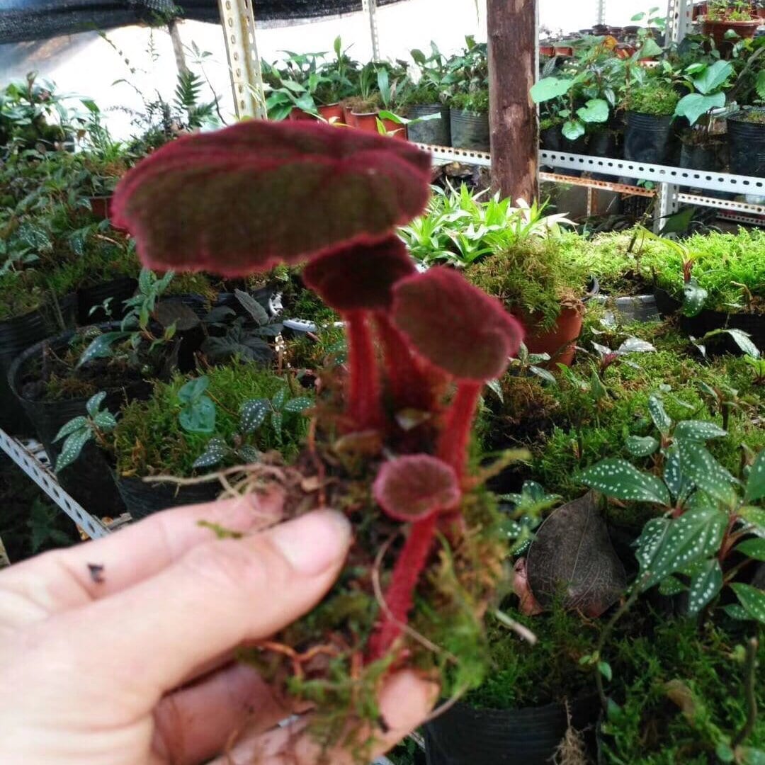 Begonia Versicolor ' Black & Red '