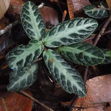 Acanthaceae sp. Borneo