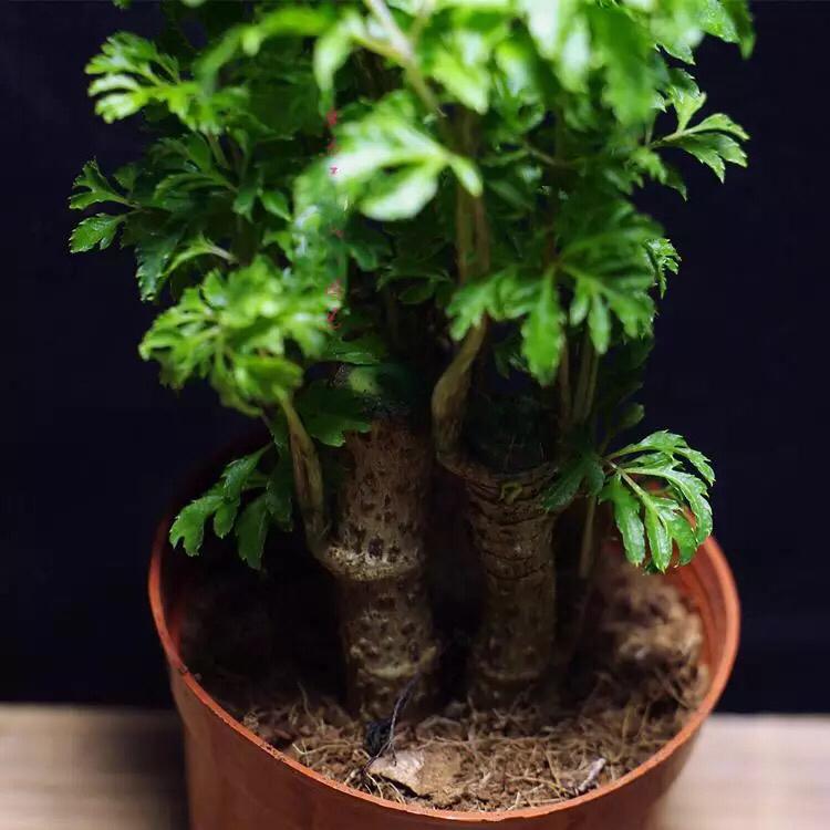 Ming Aralia ( Polyscias fruticosa )