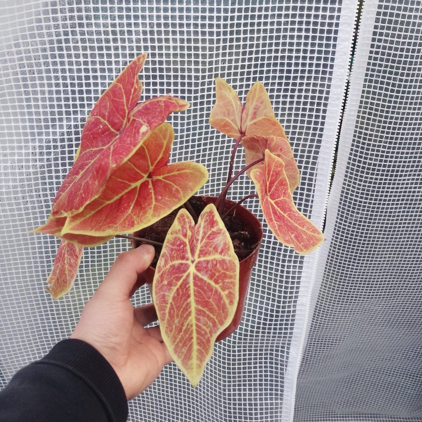 Caladium ' New Wave ' ( Caladium bicolor )