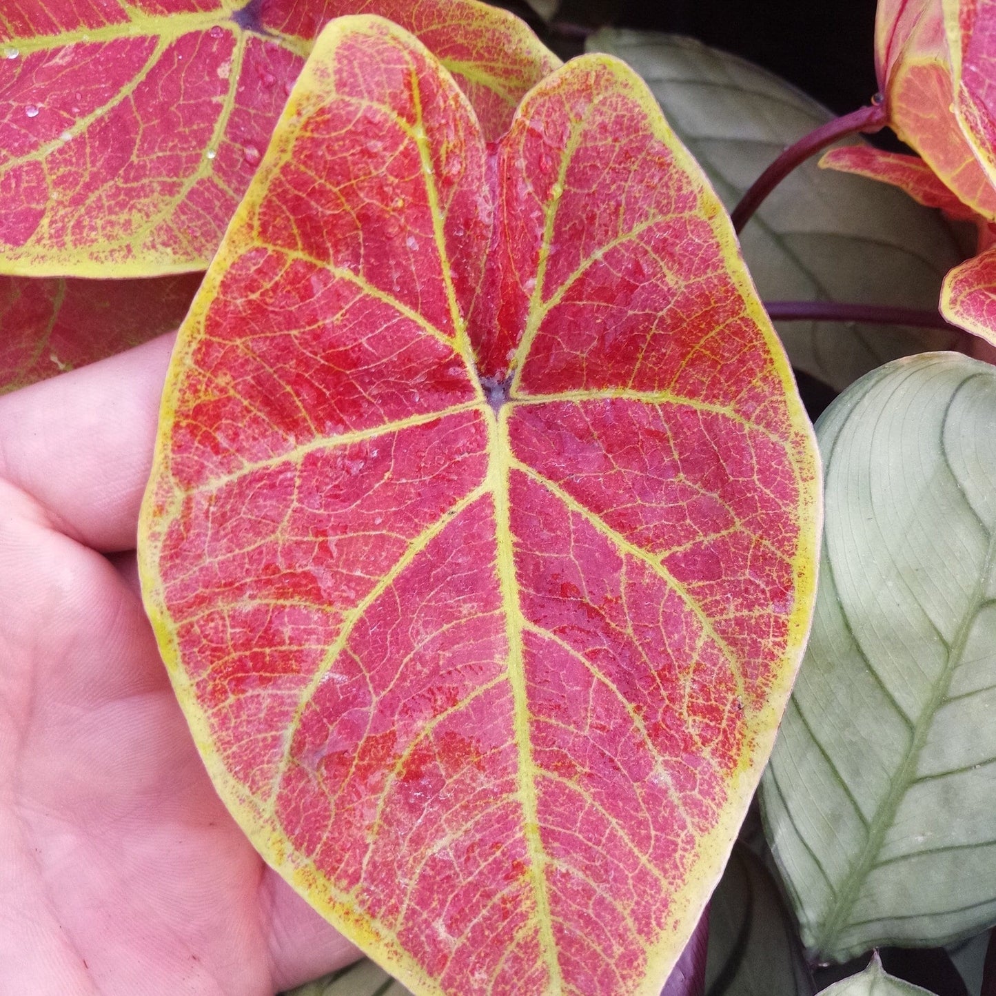 Caladium ' New Wave ' ( Caladium bicolor )