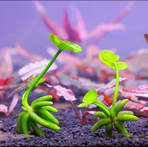 Banana Lily (Nymphoides aquatica)