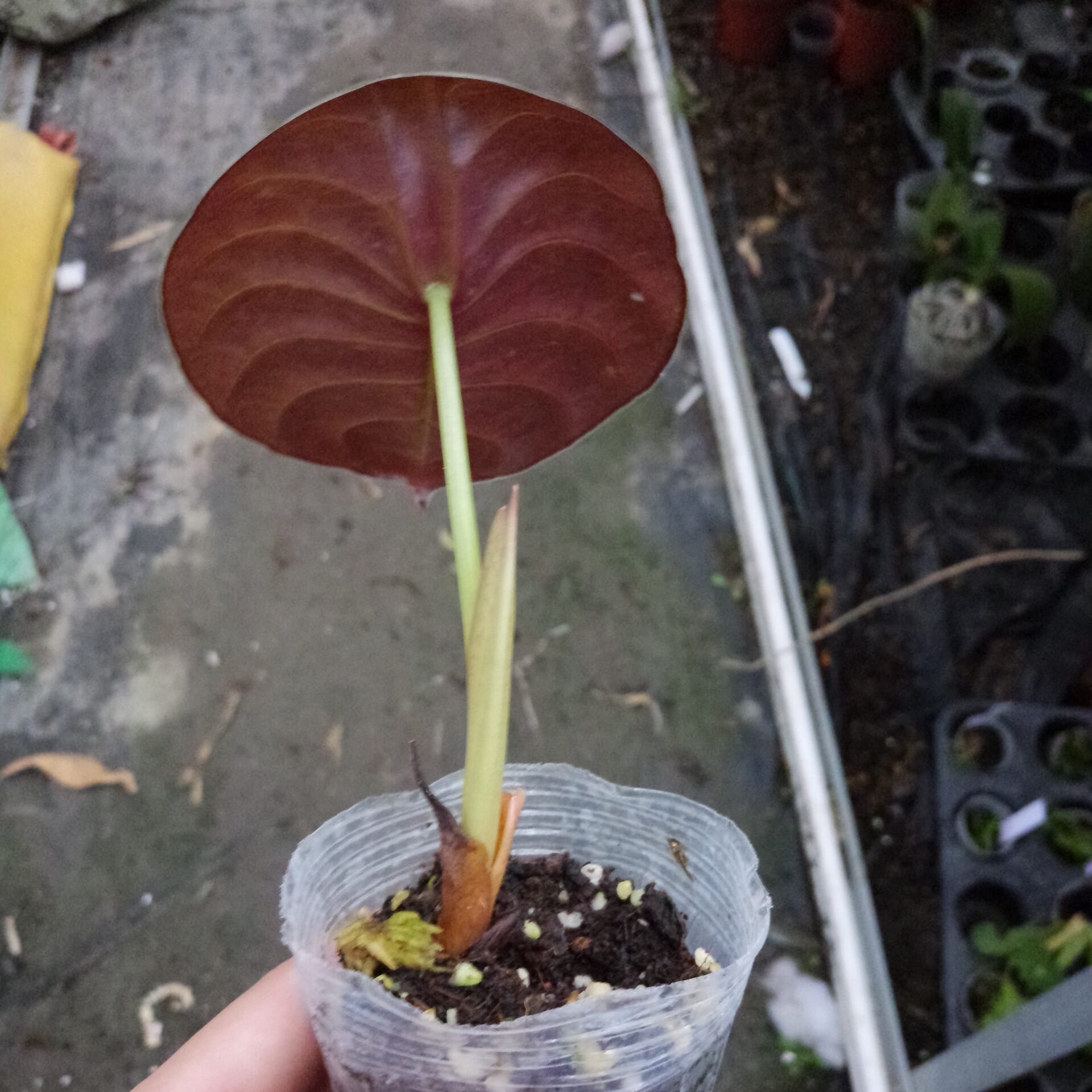 philodendron red secret Red Secret ( Alocasia cuprea red ) for Sale