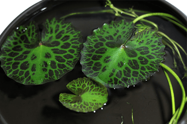 Turtleshell Nymphoides (Nymphoides peltatum)