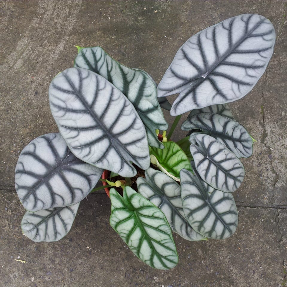 Alocasia baginda ' Silver Dragon '