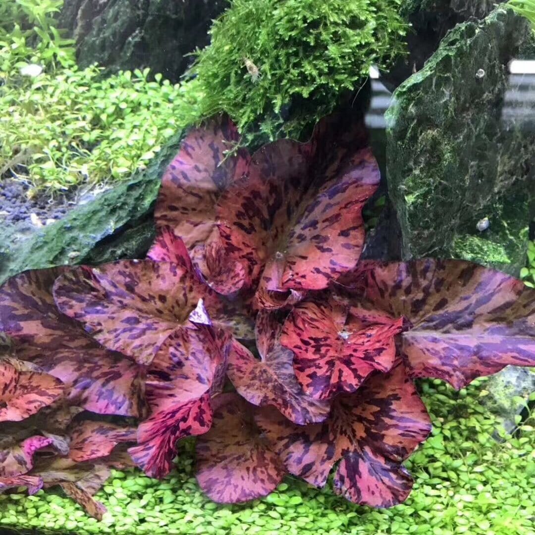 Red Tiger Lotus (Nymphaea zenkeri）