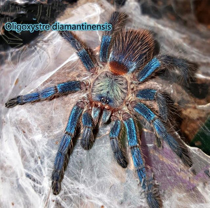 Blue Dwarf Tarantula (Dolichothele diamantinensis)