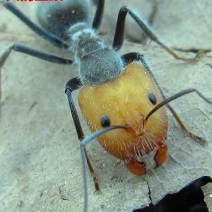 Ant colony camponotus singularis