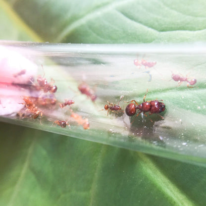 Ant colony Acanthomyrmex glabfemoralis