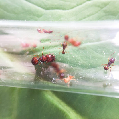 Ant colony Acanthomyrmex glabfemoralis