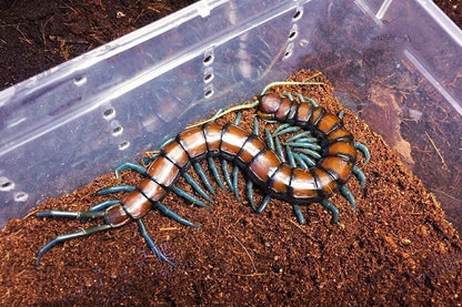 Chinese Mint legs Centipede (Scolopendra subspinipes)