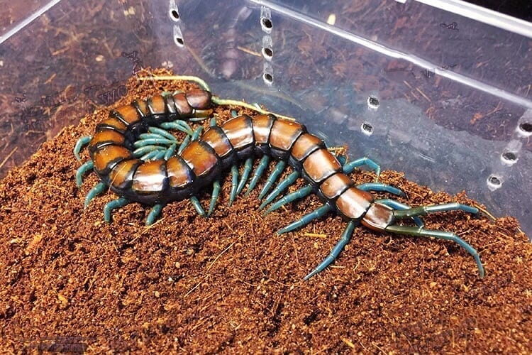 Chinese Mint legs Centipede (Scolopendra subspinipes)