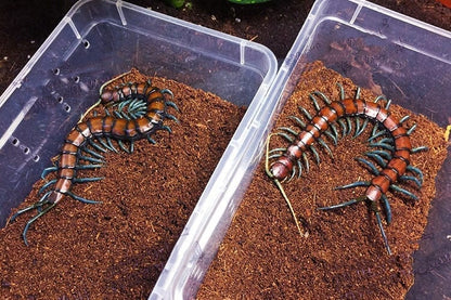 Chinese Mint legs Centipede (Scolopendra subspinipes)
