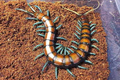 Chinese Mint legs Centipede (Scolopendra subspinipes)