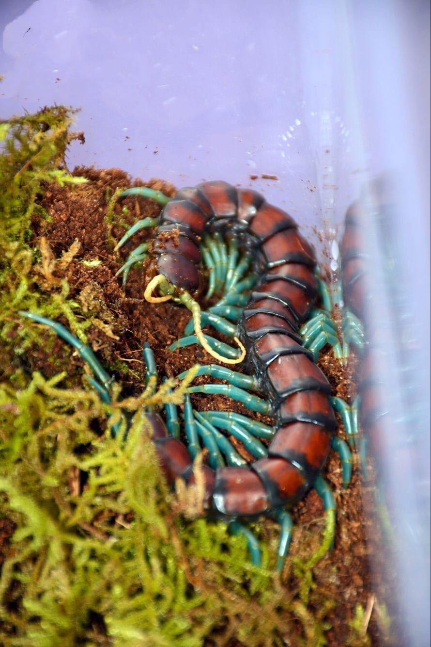 Chinese Mint legs Centipede (Scolopendra subspinipes)