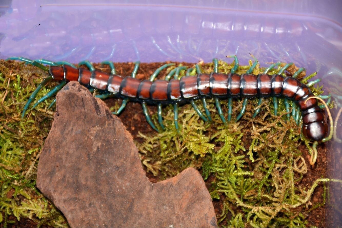 Chinese Mint legs Centipede (Scolopendra subspinipes)