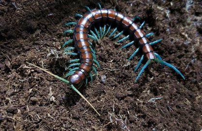 Chinese Mint legs Centipede (Scolopendra subspinipes)