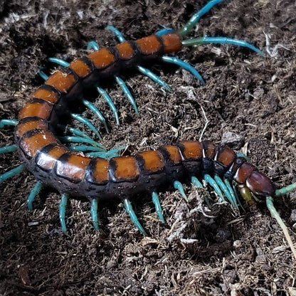 Chinese Mint legs Centipede (Scolopendra subspinipes)