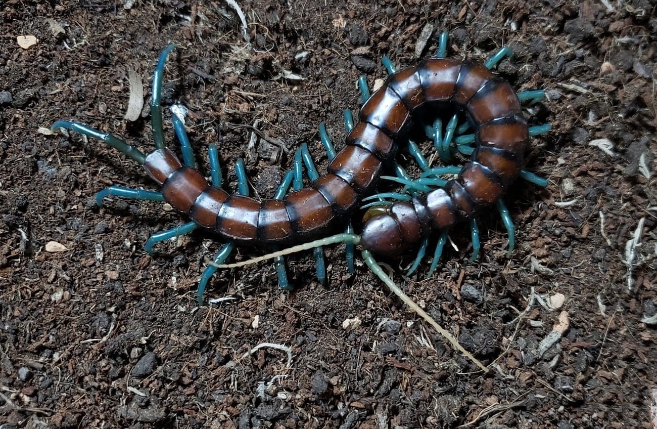 Chinese Mint legs Centipede (Scolopendra subspinipes)