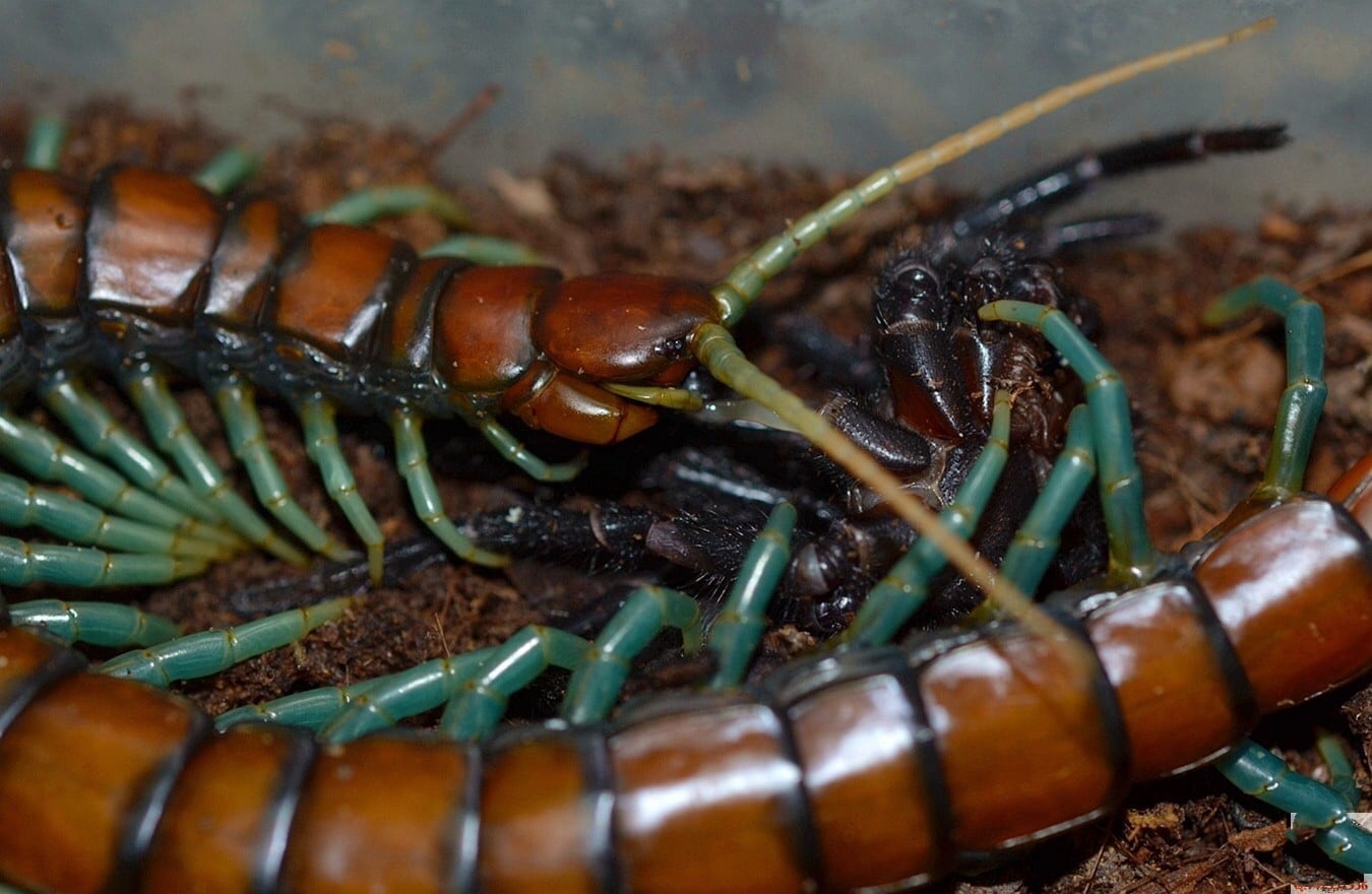 Chinese Mint legs Centipede (Scolopendra subspinipes)