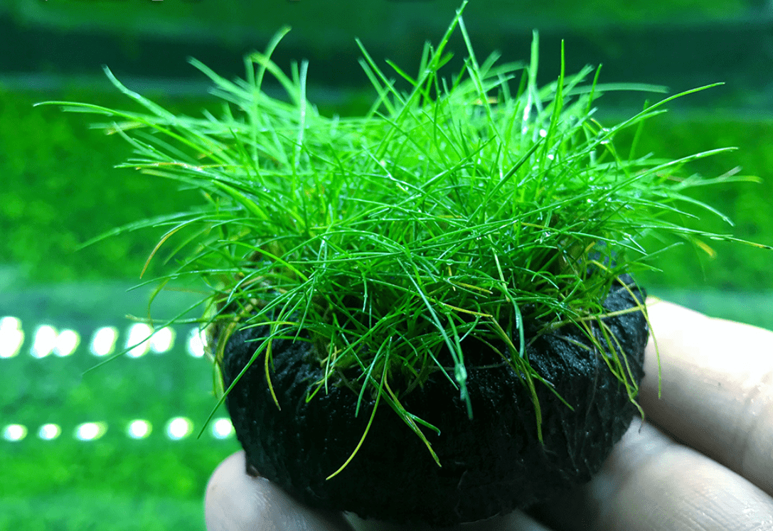 Dwarf  Hairgrass  ( Eleocharis ’parvula' Sp. )