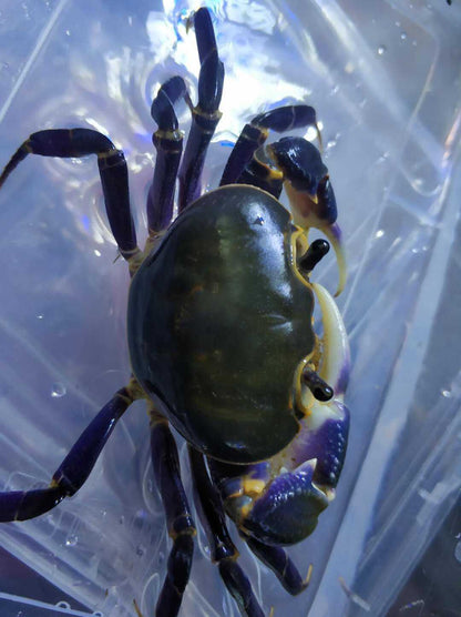 Purple Leg Warrior Crab (Hainanpotamon fuchengense)