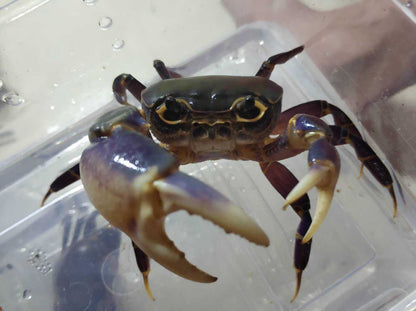 Purple Leg Warrior Crab (Hainanpotamon fuchengense)