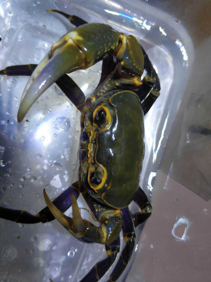 Purple Leg Warrior Crab (Hainanpotamon fuchengense)